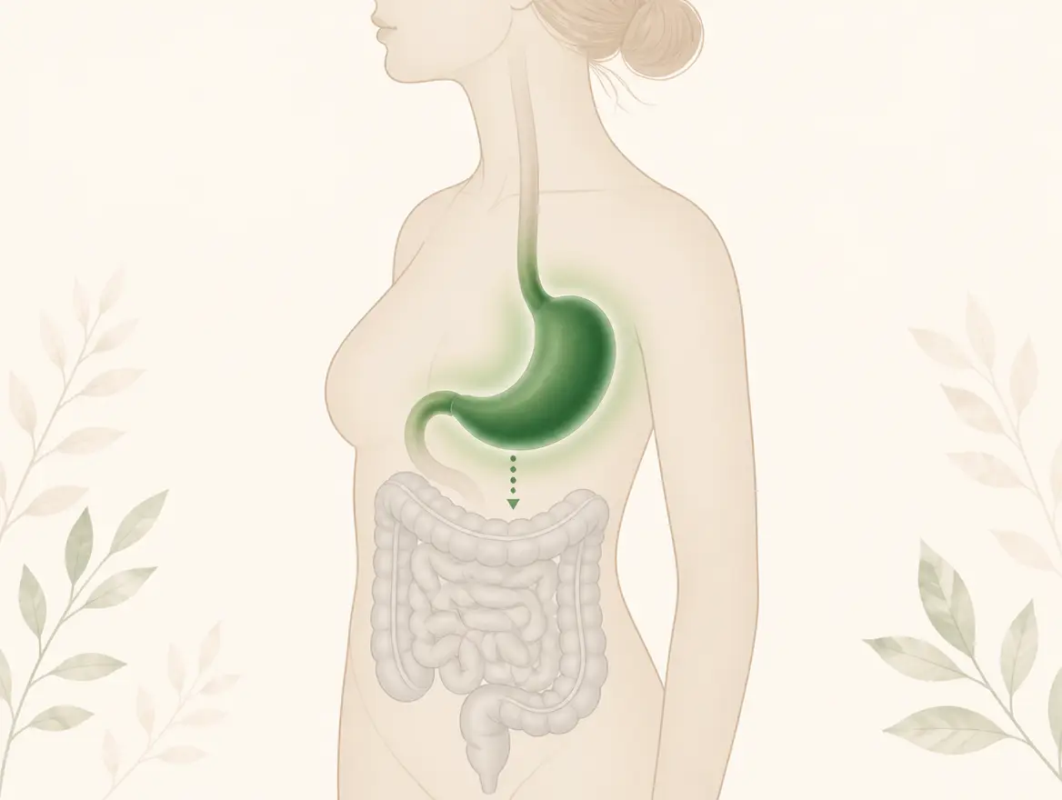 The stomach, not the colon, is where GLP-1 slows digestion